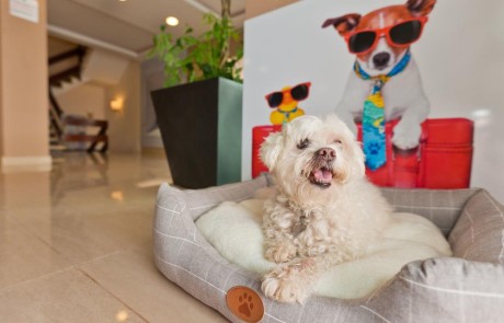 Central cheap Hotel with terrace SANTA EULALIA htl seazme Pets Allowed - LeibTour: TOP aparthotels in Ibiza